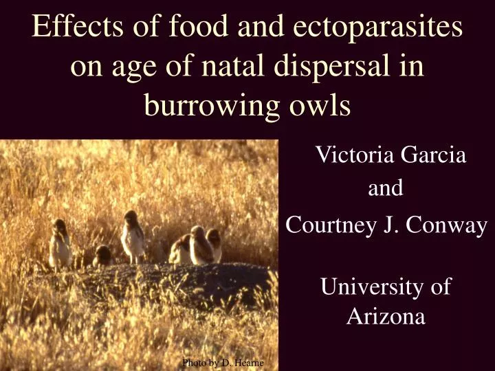 effects of food and ectoparasites on age of natal dispersal in burrowing owls