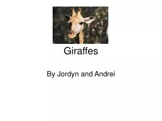 Giraffes