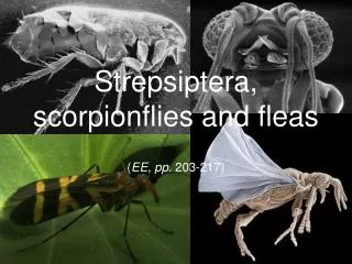 Strepsiptera, scorpionflies and fleas