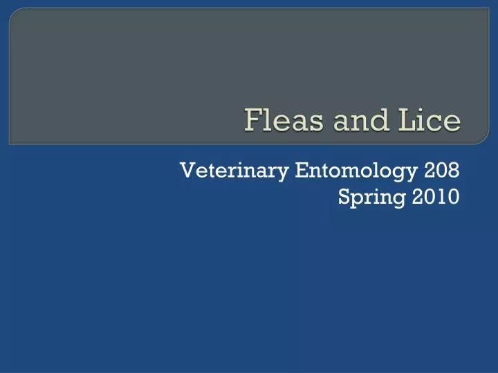 fleas and lice