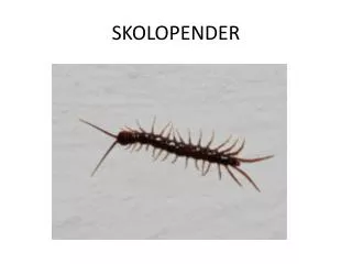 skolopender