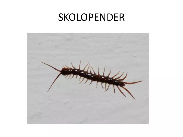 skolopender