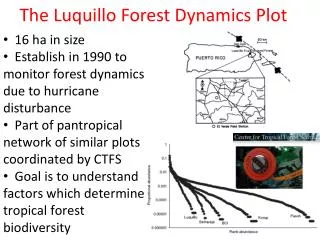 The Luquillo Forest Dynamics Plot