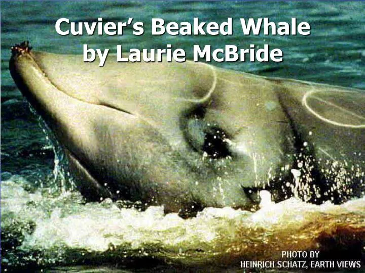cuvier s beaked whale by laurie mcbride