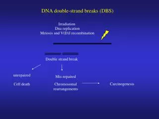 DNA double-strand breaks (DBS)