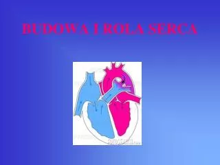 budowa i rola serca