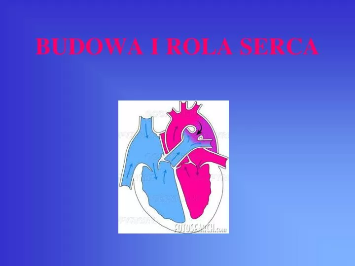 Ppt Budowa I Rola Serca Powerpoint Presentation Free Download Id4703820 4021