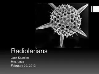 Radiolarians