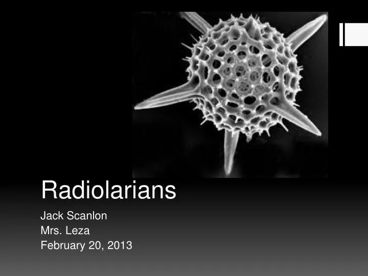 radiolarians