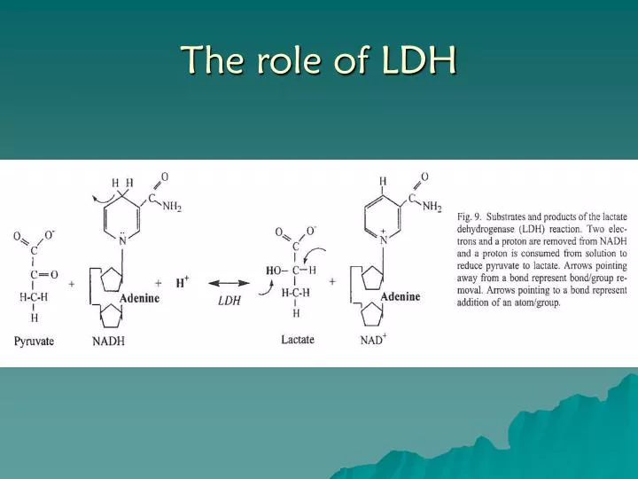 the role of ldh