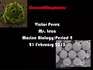 Coccolithophores