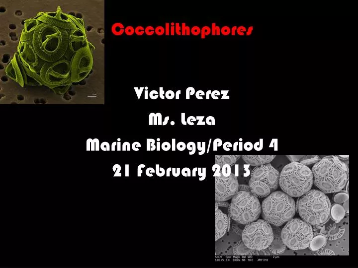 coccolithophores