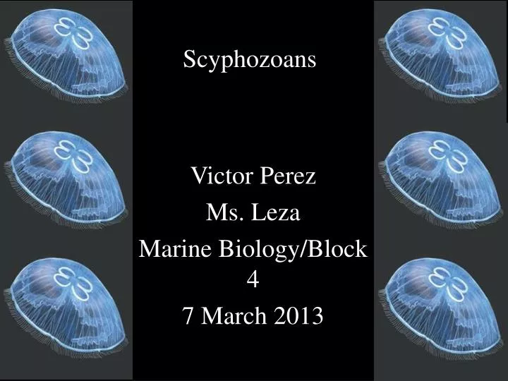 scyphozoans