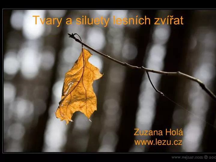 zuzana hol www lezu cz
