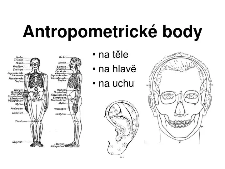 antropometrick body