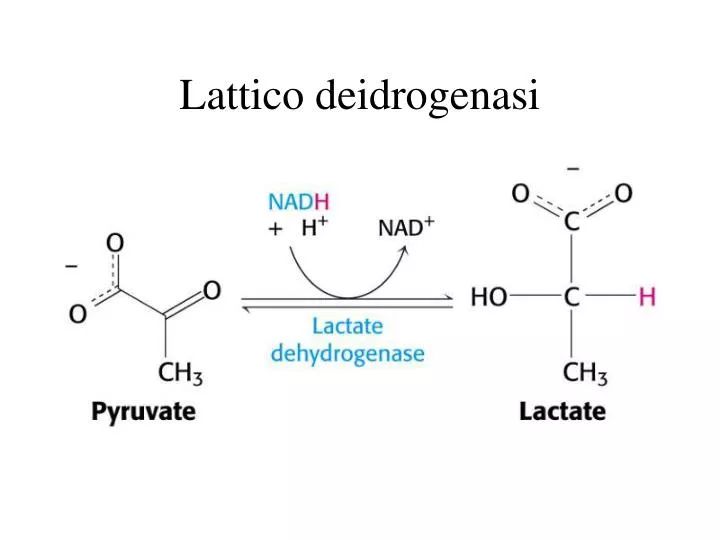 lattico deidrogenasi
