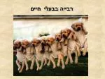 רבייה בבעלי חיים - slide 1