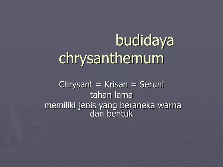 budidaya chrysanthemum