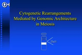 Cytogenetic Rearrangements Mediated by Genomic Architecture in Meiosis