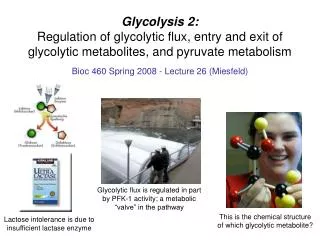 Bioc 460 Spring 2008 - Lecture 26 (Miesfeld)