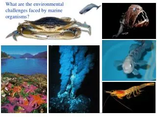 What are the environmental challenges faced by marine organisms?