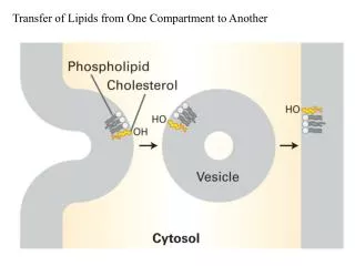 Transfer of Lipids from One Compartment to Another