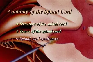 Anatomy of the Spinal Cord ? Structure of the spinal cord Tracts of the spinal cord