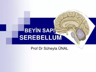 bey n sapi serebellum