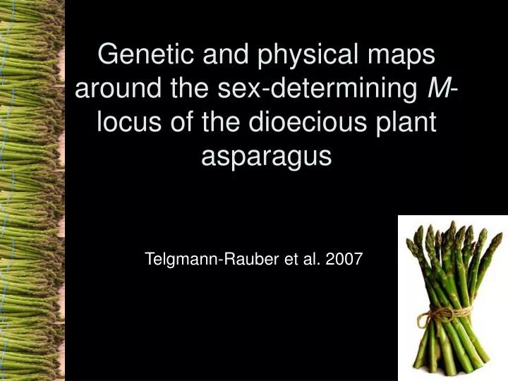 genetic and physical maps around the sex determining m locus of the dioecious plant asparagus