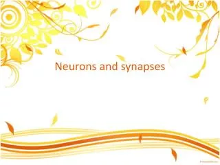 Neurons and synapses