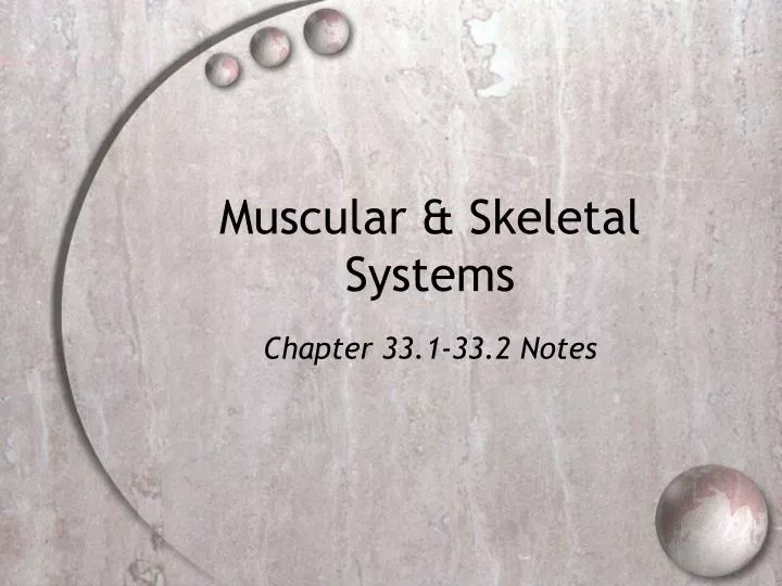 muscular skeletal systems