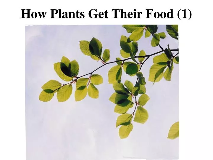 how plants get their food 1