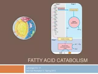 Fatty Acid Catabolism