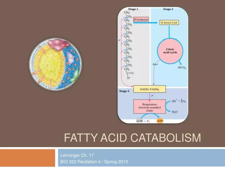 fatty acid catabolism