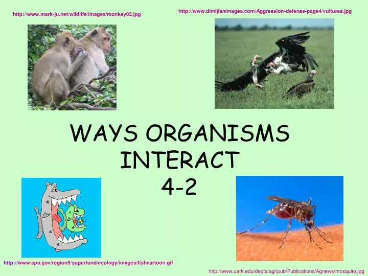 ways organisms interact 4 2
