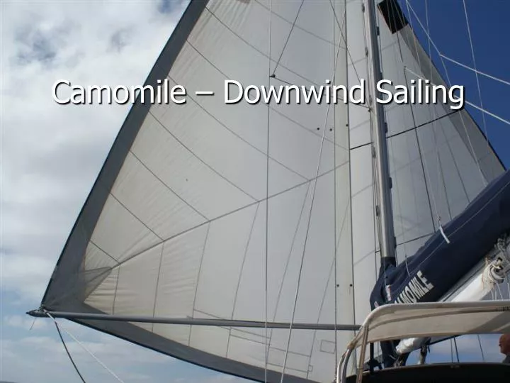 camomile downwind sailing