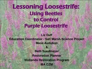 Lessoning Loosestrife: Using Beetles to Control Purple Loosestrife