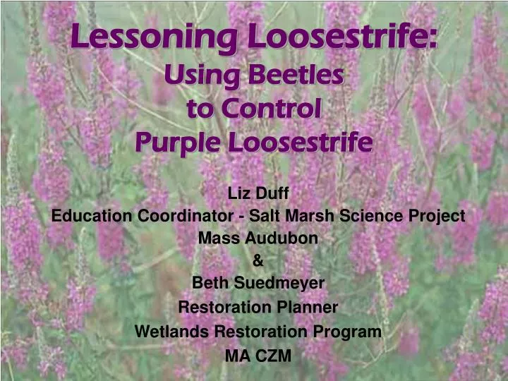 lessoning loosestrife using beetles to control purple loosestrife