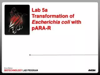 Lab 5a Transformation of Escherichia coli with pARA -R
