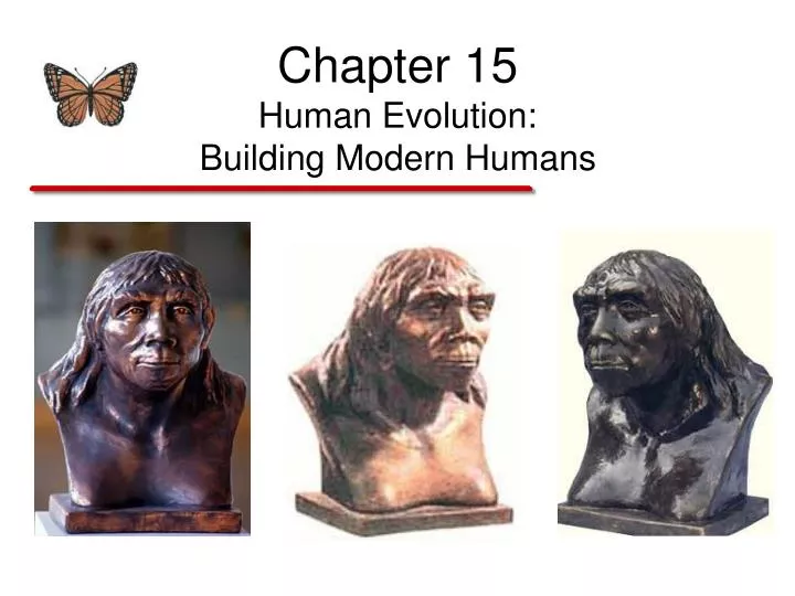 chapter 15 human evolution building modern humans