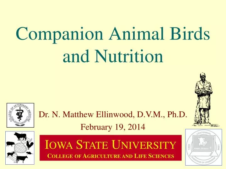 companion animal birds and nutrition