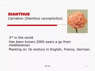 DIANTHUS Carnation ( Dianthus caryophyllus )