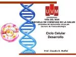 Ciclo Celular Desarrollo - slide 1