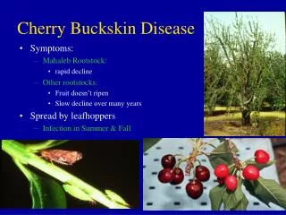 Cherry Buckskin Disease