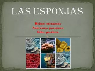 LAS ESPONJAS