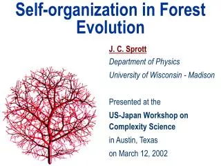 Self-organization in Forest Evolution