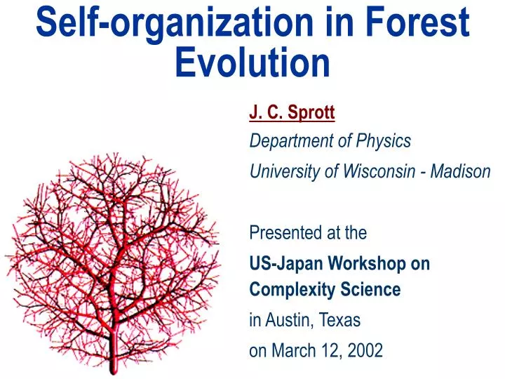 self organization in forest evolution