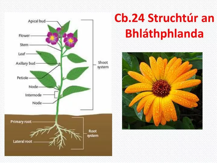 cb 24 strucht r an bhl thphlanda