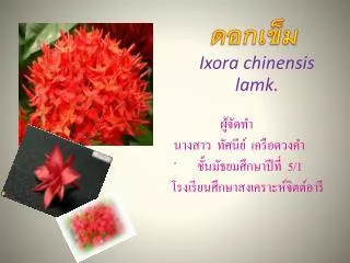 ixora chinensis lamk