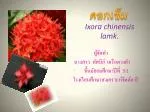 Ixora chinensis lamk. - slide 1